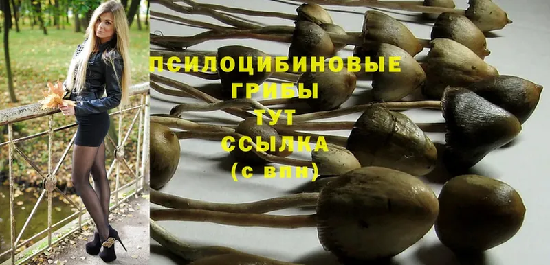 Псилоцибиновые грибы Psilocybine cubensis  купить  сайты  Бакал 